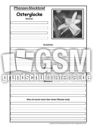 Pflanzensteckbrief-Osterglocke-SW.pdf